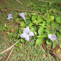 Ruellia prostrata Poir.